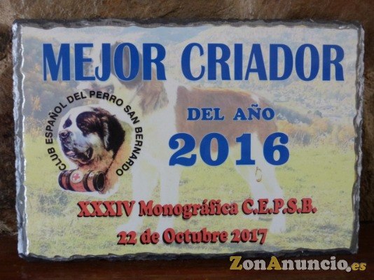 cachorros de san bernardo edel-hund